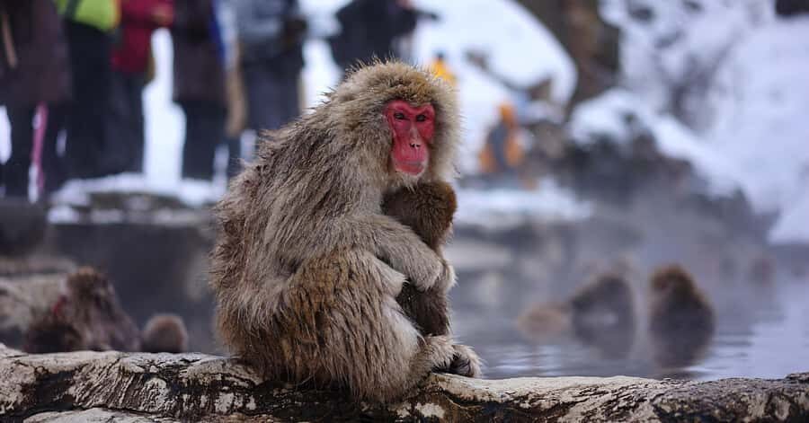 Nagano/Tokyo: Snow Monkey and Zenkoji Temple Private Tour - Price and value for a group of up to six