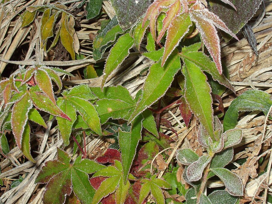 Frost on the Nakasendo trail between Magome and Tsumago