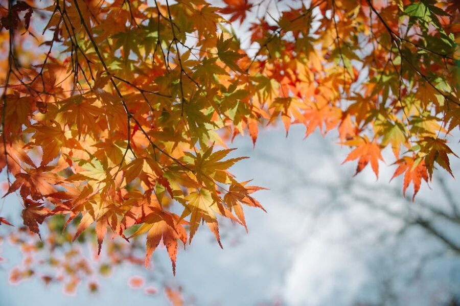 Autumn leaves at a Japanese mountain village