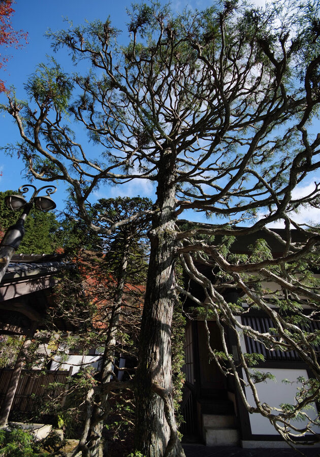 Mt Tateyama in autumn near Mikurigaike Onsen