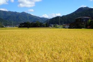Private Afternoon Cycling Tour in Hida-Furukawa - Small-group setup: up close with guides who match your pace