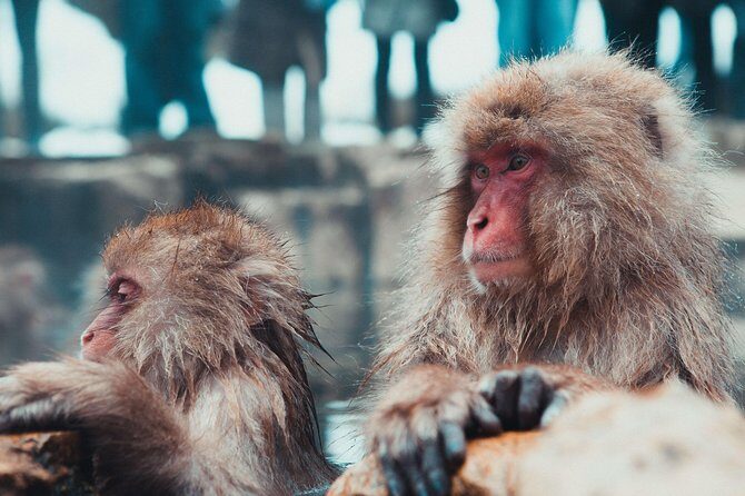 Private Nagano 1-Day Tour:Snow Monkeys,Zenko-ji,Obuse,Sake,Onsen - Why this one-day Nagano route works so well
