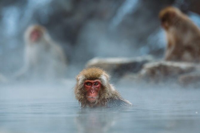 Private Nagano 1-Day Tour:Snow Monkeys,Zenko-ji,Obuse,Sake,Onsen - Shibu Onsen soak: ending the day with warmth