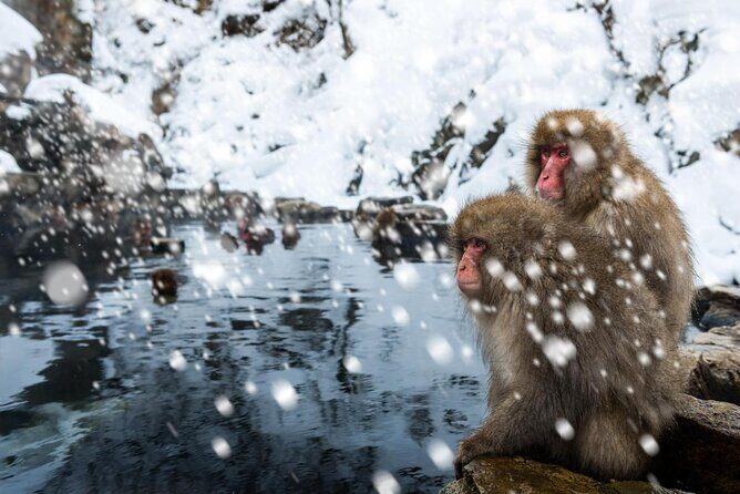 Private Snow Monkey Tour - Conveniently Resort Hop and Sightsee - Key highlights worth planning around