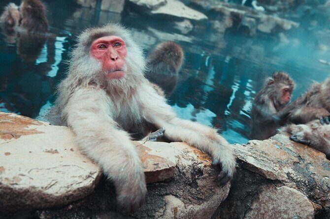 Private Snow Monkey Tour - Conveniently Resort Hop and Sightsee - How this private snow monkey tour works (and why it saves you stress)
