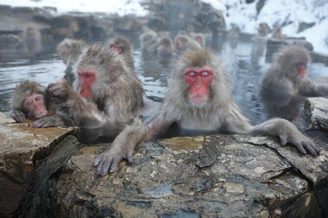 Snow Monkey Park & Miso Production Day Tour from Nagano - Key points at a glance