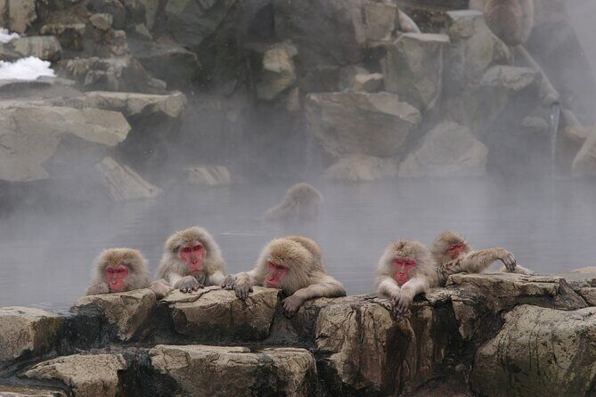 Snow Monkey Park & Miso Production Day Tour from Nagano - Stop 3: Jigokudani Monkey Park and the hot-spring macaques close-up
