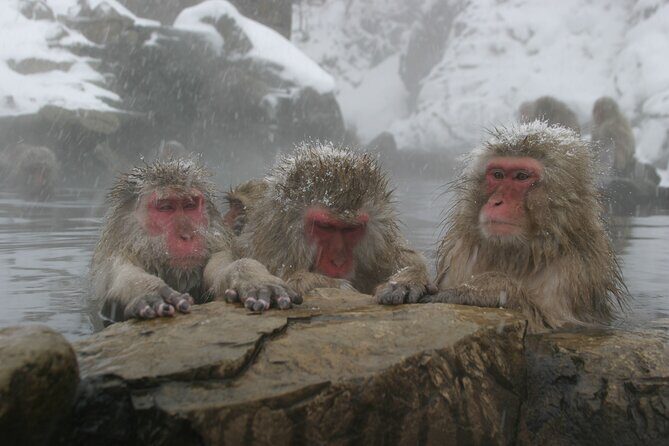 Snow Monkey Park & Miso Production Day Tour from Nagano - Seasonal monkey viewing: what changes from winter to spring to summer
