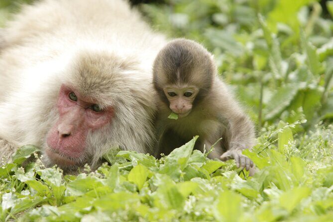 Snow Monkey Park & Miso Production Day Tour from Nagano - The hard part isn’t the monkeys. It’s the walking and cold.