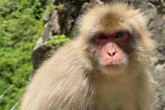 Snow Monkey Park, Soba Lunch and Shibu Onsen Tour - Price and Value: Does $97.82 Make Sense?