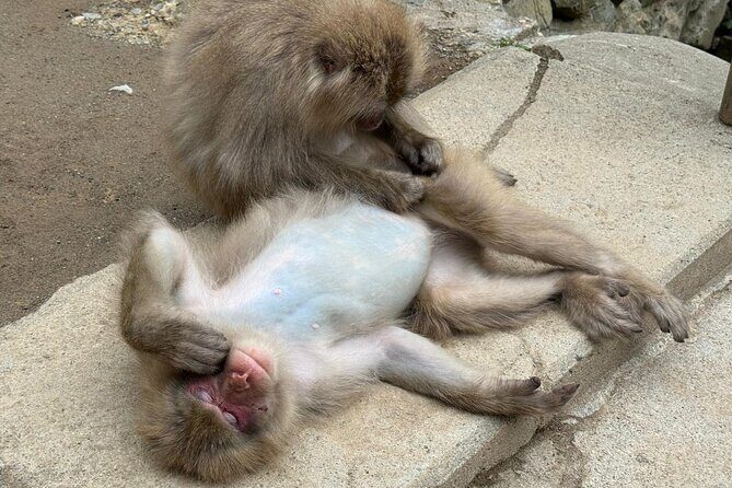 Snow Monkey Park, Soba Lunch and Shibu Onsen Tour - Should You Book This Snow Monkey Park and Shibu Onsen Tour?
