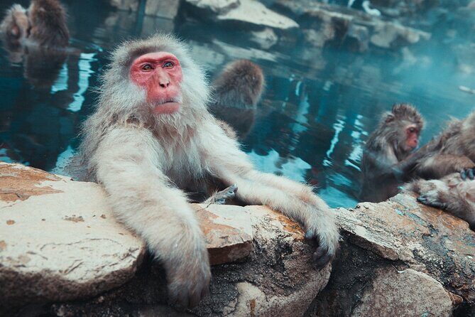 Snow Monkey & Shibu Onsen Afternoon Tour (Depart: Iiyama & Nozwa) - Priority entry at Jigokudani: less waiting, more watching
