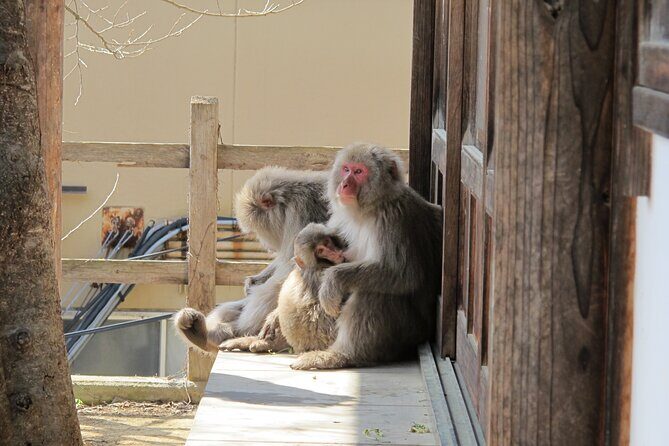 Snow Monkey & Shibu Onsen Afternoon Tour (Depart: Iiyama & Nozwa) - Tamamura Honten sake storehouse and art gallery stop