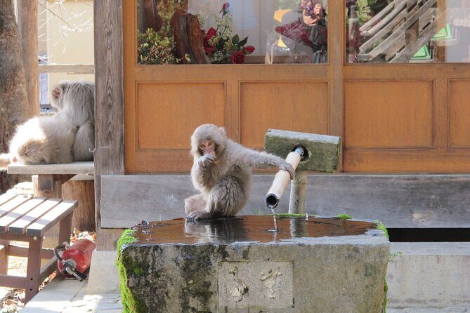 Snow Monkey & Shibu Onsen Afternoon Tour (Depart: Iiyama & Nozwa) - Kokugon-ji temple: when your dates line up