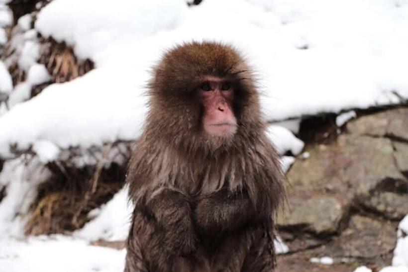Snow Monkeys & Best of Nagano: Togakushi, Zenko-ji and more - Your Nagano break: keep lunch simple and let your guide choose