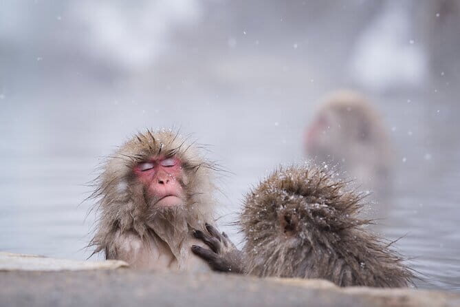 Snow Monkeys, Hokusai & Sake: A Perfect Day in Nagano - Key highlights worth planning for