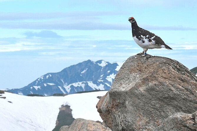(Spring Only) 1-Day Snow Walls of Tateyama-Kurobe Alpine Route Tour - The snow corridor: how to enjoy it in sub-zero conditions