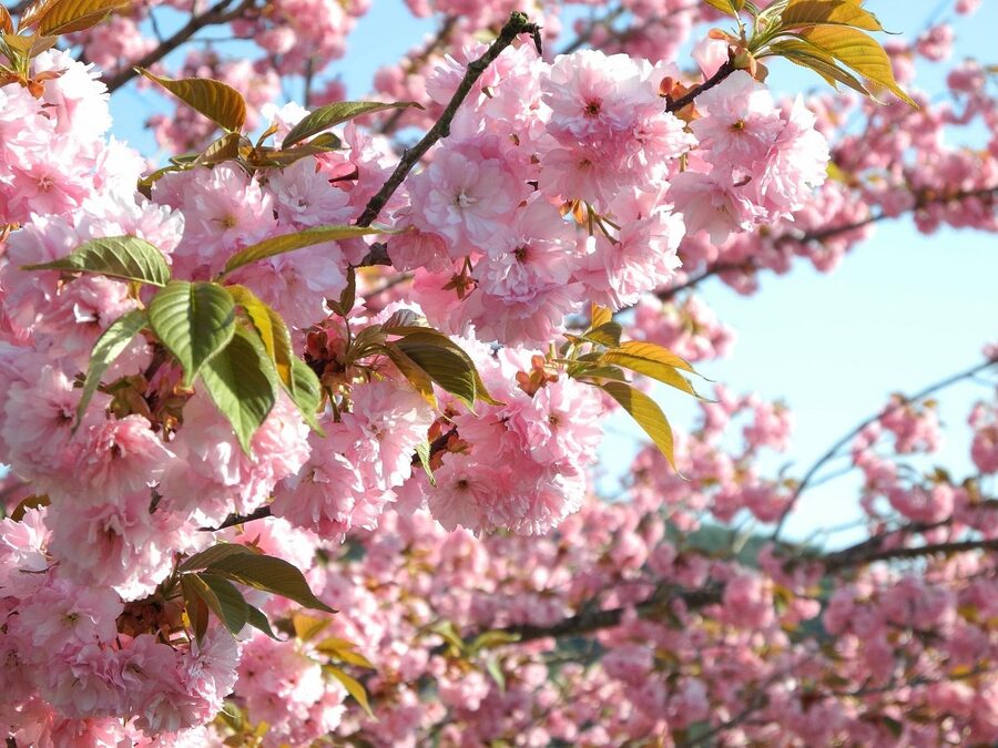 Cherry blossoms at Yasukuni-dera in Takayama