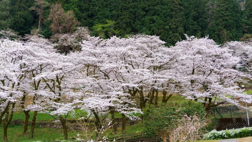 Timeless Takayama: Private Walk Through History & Beauty - Timing and pacing: Why 2 hours feels just right