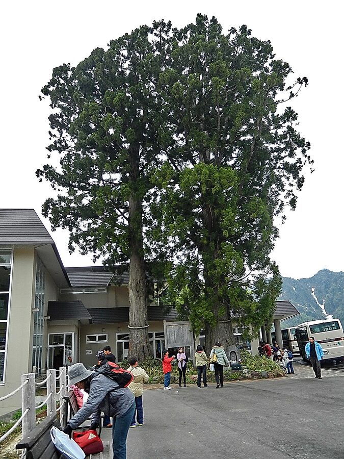 Bijo-sugi 450-year-old Japanese cedar tree at Bijodaira