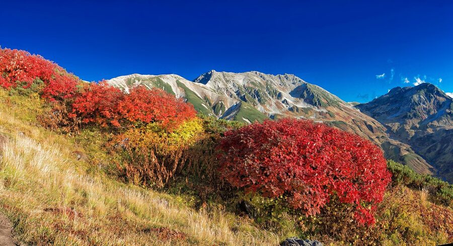 Autumn larch and birch on the Tateyama mountainside
