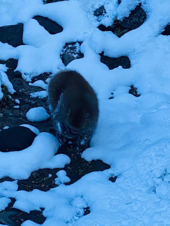 Tokyo/Nagano: private Tour with Snow Monkey Park & Temples - Key things I’d focus on before you go