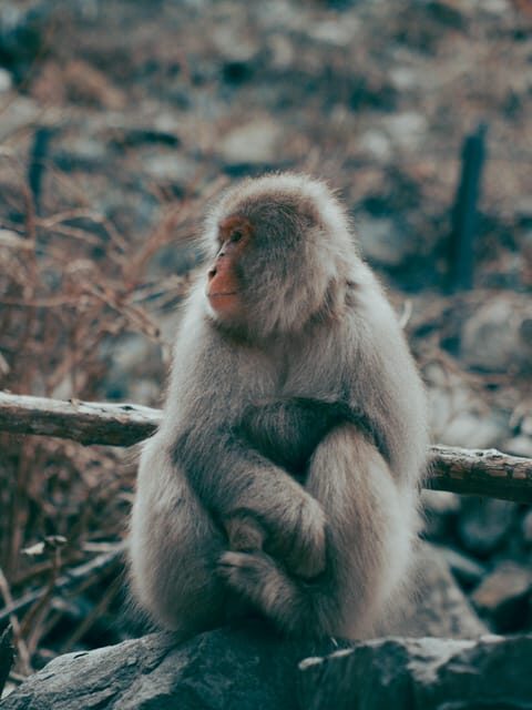 Tokyo: Nagano, Snow Monkeys and Zenko-ji Temple Private Tour - Zenko-ji Temple: UNESCO culture without the stress