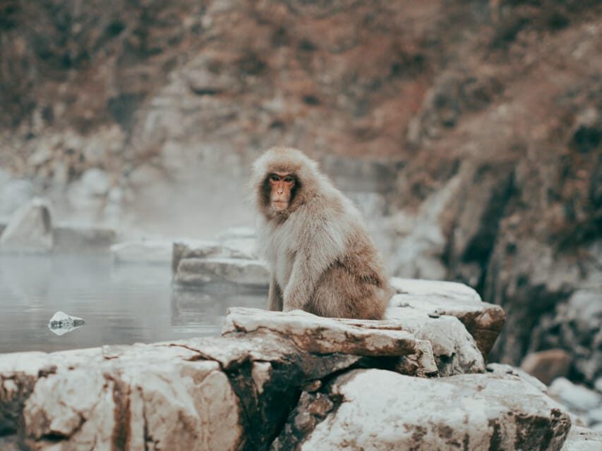 Tokyo: Nagano, Snow Monkeys and Zenko-ji Temple Private Tour - Shibu Onsen visit: a winter onsen taste