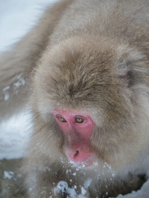 Tokyo: Nagano, Snow Monkeys and Zenko-ji Temple Private Tour - Tokyo or Hakone pickup: what “private” really means for your schedule