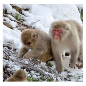 Tokyo: Snow Monkey & Nagano Customiseable Private Day Tour - A day shaped around comfort: the Toyota luxury vehicles