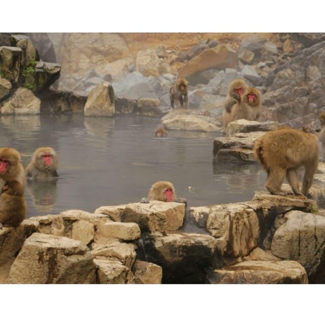 Tokyo: Snow Monkey & Nagano Customiseable Private Day Tour - How the customization actually feels during the day