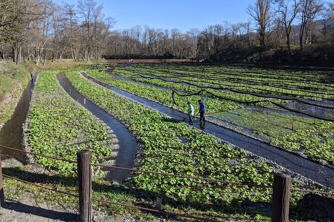 Wasabi Farm Walking Tour & Lunch - Daio Wasabi Farm in Azumino: what you’re really seeing