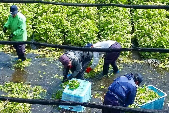 Wasabi Farm Walking Tour & Lunch - Price and value for a 2-hour Nagano food experience