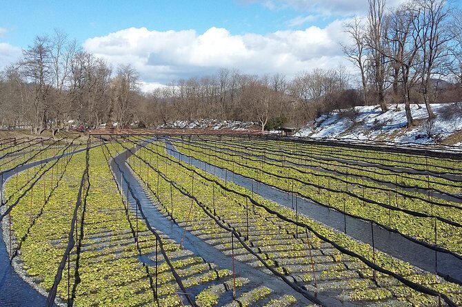 Wasabi Farm Walking Tour & Lunch - Best for: who this tour suits (and who might skip it)