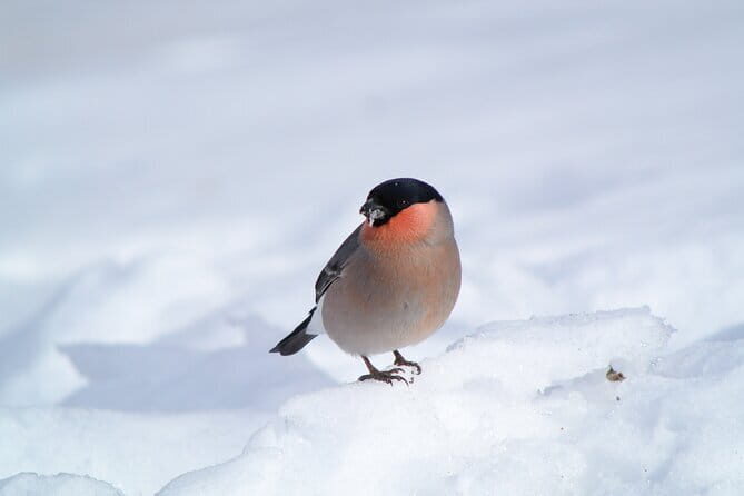 Wild Bird Sanctuary Forest Guided Tour in Nagano - Guides who turn nature into a story you can repeat