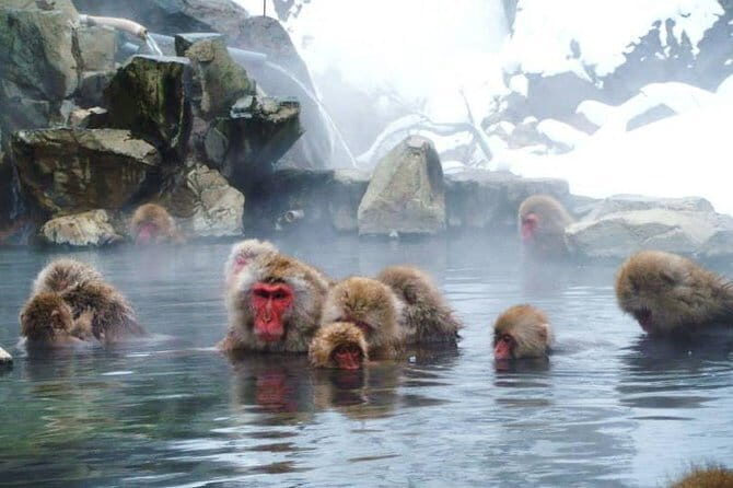 Wild Bird Sanctuary Forest Guided Tour in Nagano - Price and value: what you get for about $16