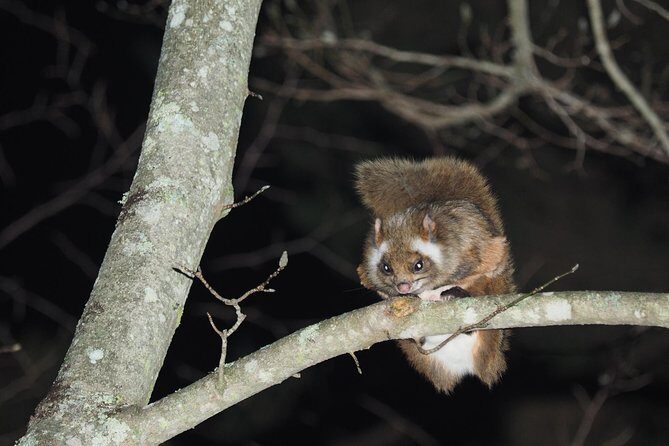 Wild Japanese Flying Squirrel Watching Tour in Nagano - Key things I’d plan around
