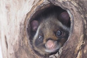 Wild Japanese Flying Squirrel Watching Tour in Nagano - Picchio Visitor Center: Learn the Musasabi Playbook Before You Look