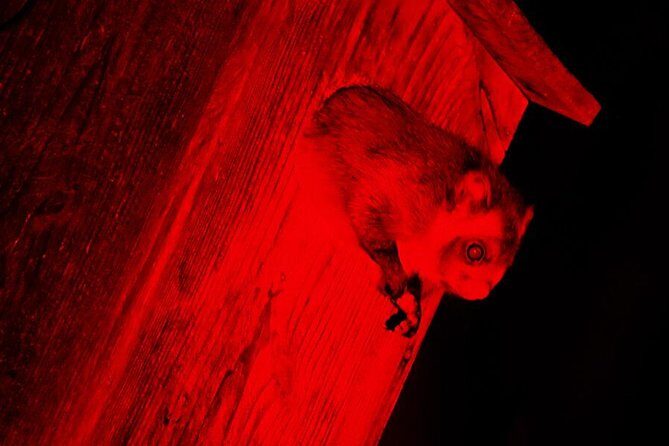Wild Japanese Flying Squirrel Watching Tour in Nagano - The Hoshino Area Outdoor Watching: Enjoy the Silence (and the Gasp Moments)