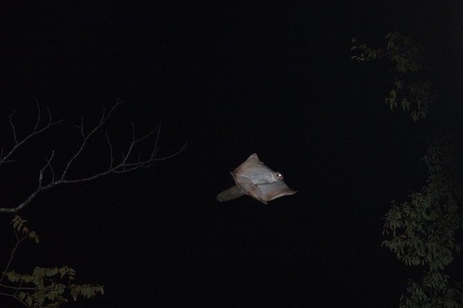 Wild Japanese Flying Squirrel Watching Tour in Nagano - Binoculars and a Small Group: Better Sighting Odds, Less Chaos