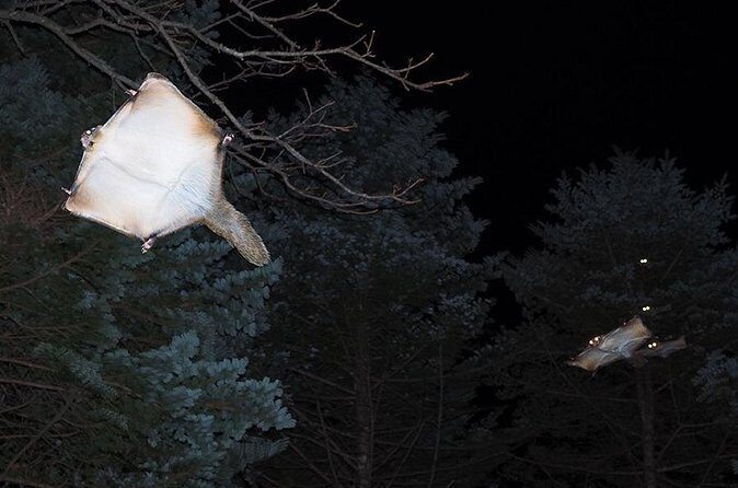 Wild Japanese Flying Squirrel Watching Tour in Nagano - Price and Value: What You’re Really Paying For