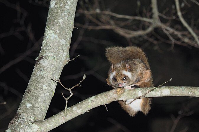 Wild Japanese Flying Squirrel Watching Tour in Nagano - Weather, Wildlife Timing, and How to Prepare for a Real Nature Tour