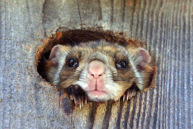 Wild Japanese Flying Squirrel Watching Tour in Nagano - Who This Tour Fits Best (and Who Might Feel Restless)