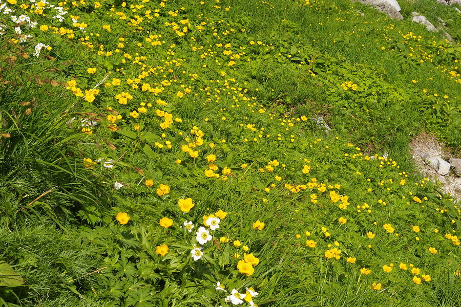 Alpine flowers blooming in Senjojiki Cirque