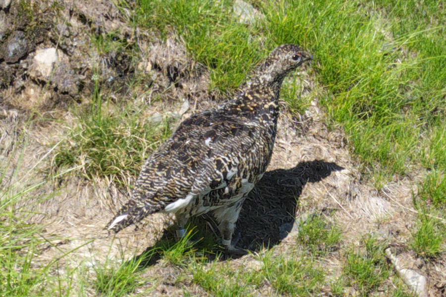 Rock ptarmigan, raichou, in the Japan Alps